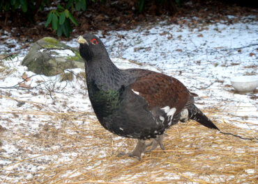 1280px-Capercaillie